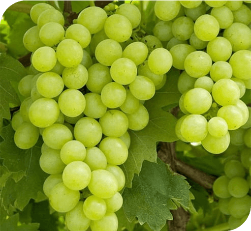 Grapes